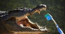 L'intéressante technique du crocodile pour ne pas se brosser les dents