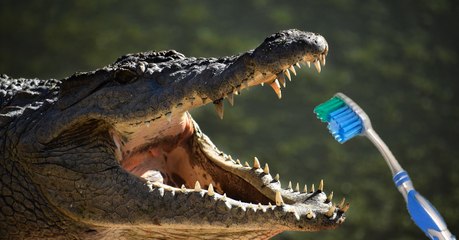 L'intéressante technique du crocodile pour ne pas se brosser les dents