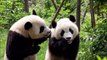 Dans l'intimité du confinement, des pandas géants s'accouplent dans un zoo de Hong Kong