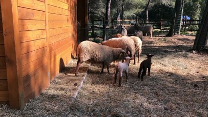 Carnet rose à la ferme pédagogique de Figuerolles !