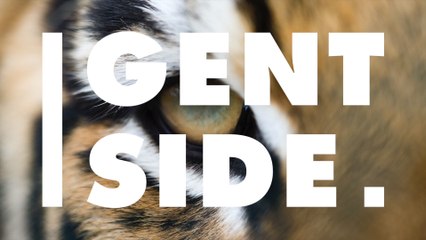 Un tigre parcourt plus de 1.300 kilomètres pour trouver sa moitié