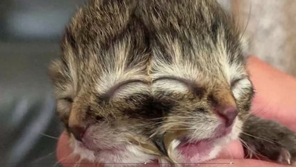 Insolite : un chaton à deux têtes est né aux États-Unis