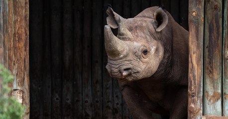 Le rhinocéros noir fait son retour au Tchad après 50 ans de disparition