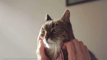 Italie : un chat atteint d'un virus proche de la rage inquiète les autorités