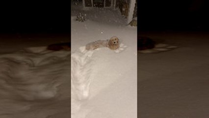 Selectively Deaf Doggy Sits in Deep Snow