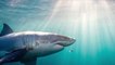 Etats-Unis : Des archéologues découvrent une tête de requin géant vieille de 330 millions d'années