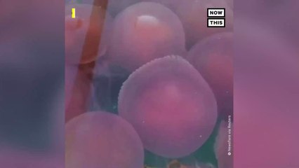 Aux Philippines, des milliers de méduses roses s'approprient une plage désertée par les touristes