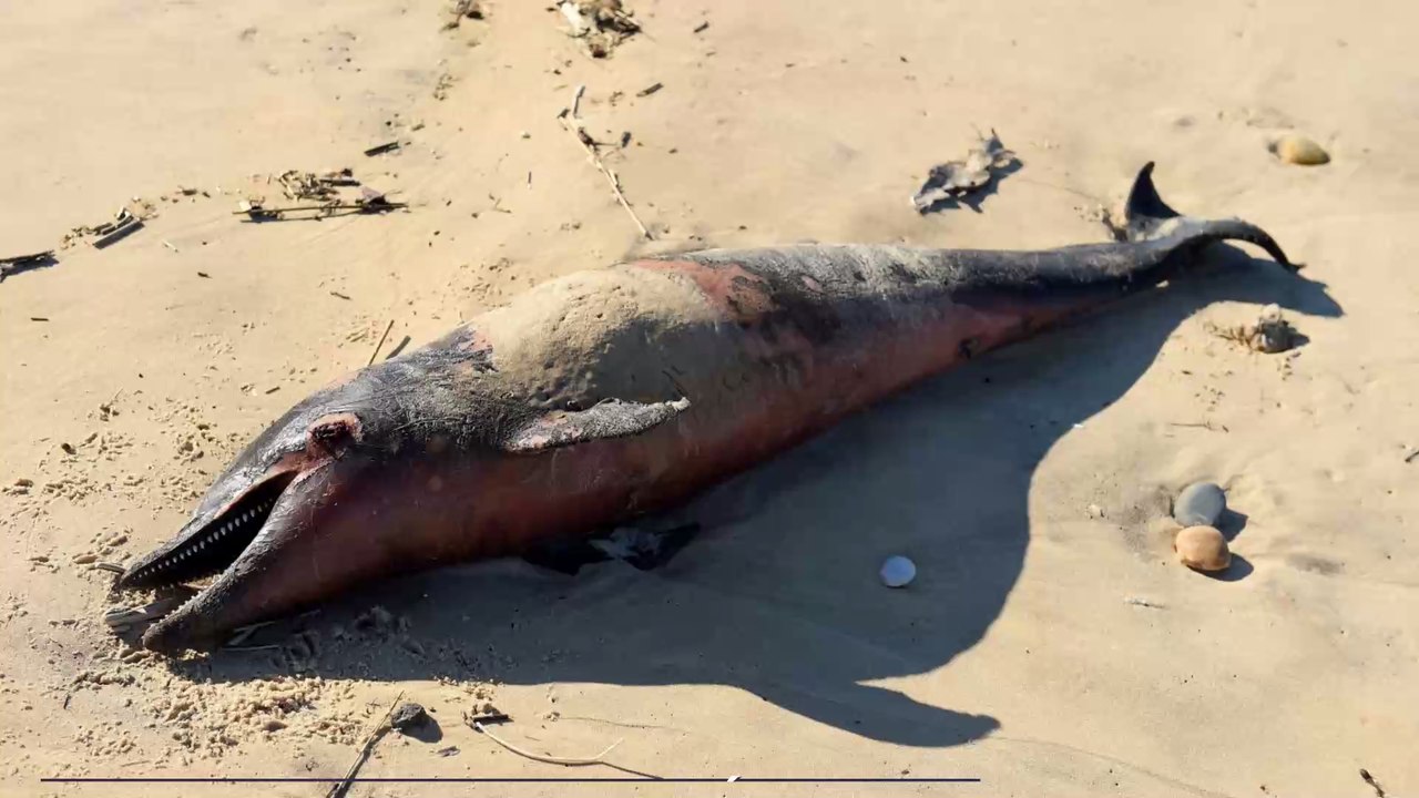 Un dauphin échoué chaque semaine sur les côtes du Calvados et de la Manche, l'espèce menacée d'extinction