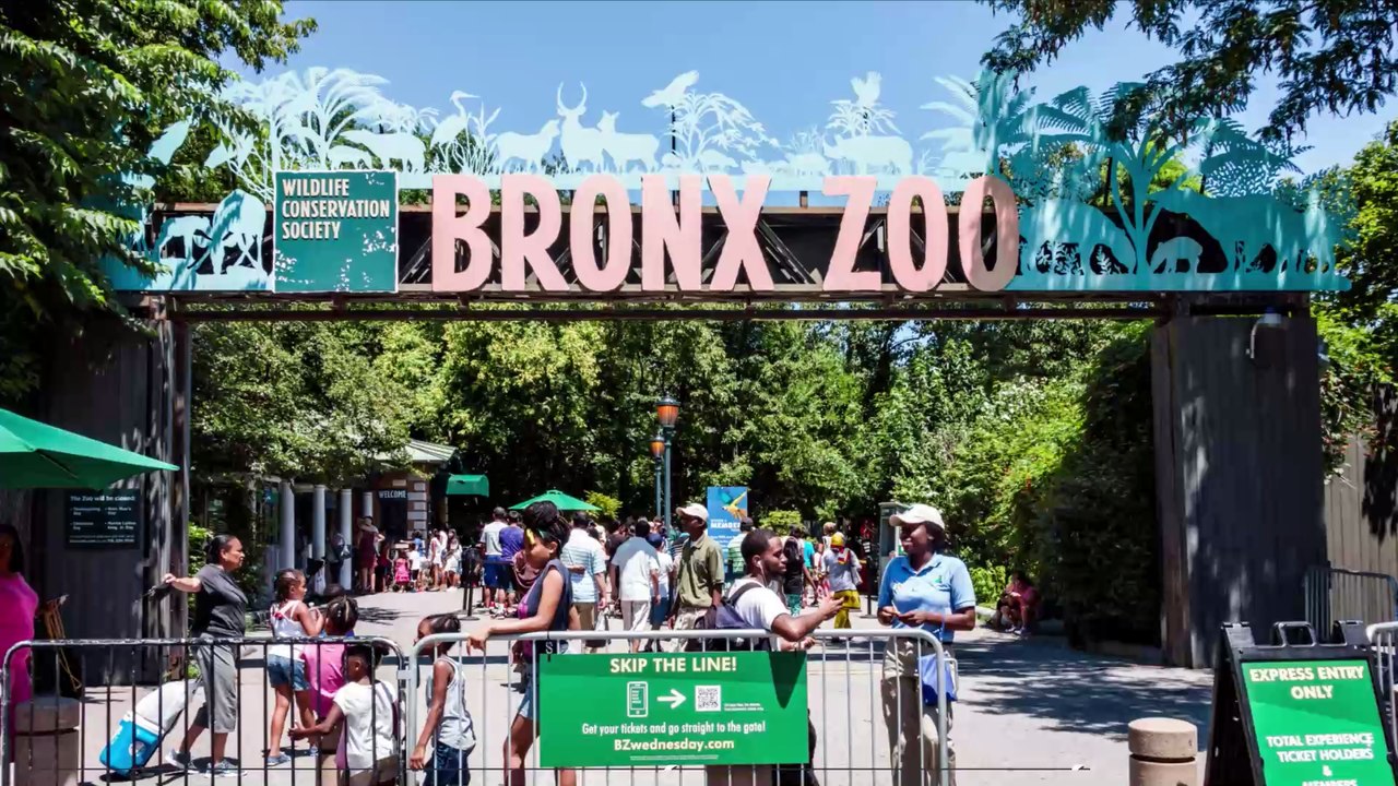 Coronavirus : un tigre d'un zoo de New York tes...
