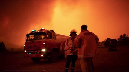 Incendies en Australie : des koalas commencent à être relâchés dans la nature