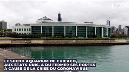 Coronavirus : des pingouins rendent visite aux autres animaux de leur aquarium fermé à cause de l'épidémie