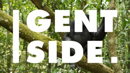 Les grands singes auraient fait preuve de la "théorie de l'esprit"