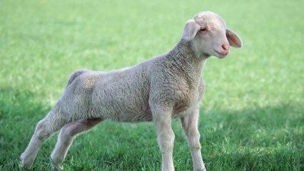 Un agneau Texel vendu 400 000 euros aux enchères en Écosse