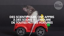 Des scientifiques ont appris à des souris à conduire de toutes petites voitures... pour la science