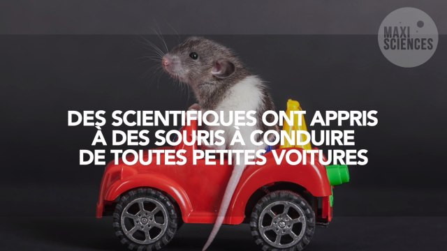 Des scientifiques ont appris à des souris à conduire de toutes petites voitures... pour la science