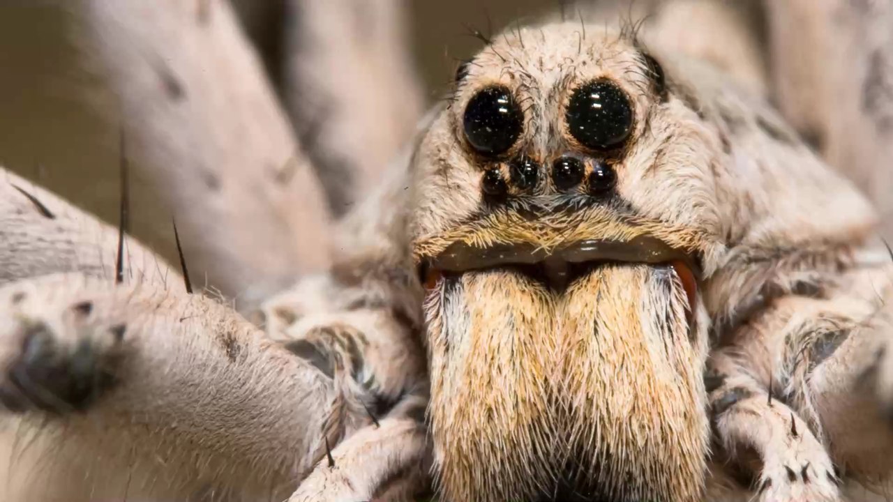 Drôme : une impressionnante araignée-loup recouverte d'oeufs découverte dans une entreprise (PHOTOS)