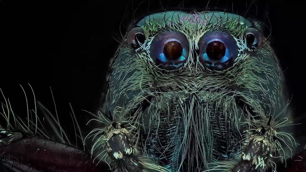 Australie : découverte d'une nouvelle espèce d'araignée sauteuse au "visage bleu"