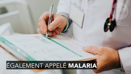 Paludisme : un microbe pourrait stopper la propagation de la maladie