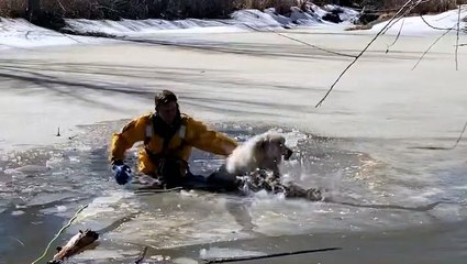 Firefighters rescue dog from icy pond