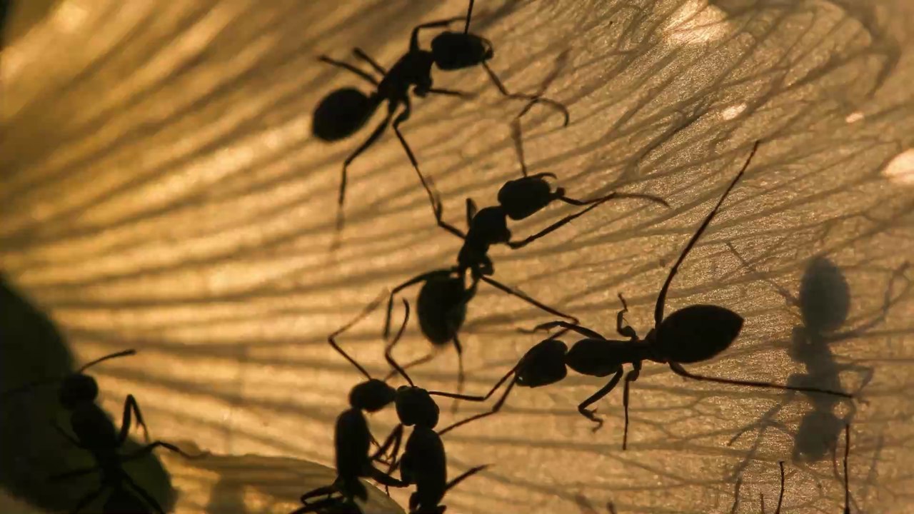 Australie : l'État du Queensland fait face à une invasion de "fourmis folles jaunes", considérées comme très invasives
