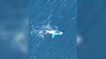 La baleine blanche Migaloo, spécimen ultra-rare, a été observée au large de l'Australie