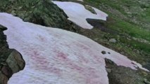 D'où vient la couleur rose du glacier Presena dans les Alpes italiennes ?