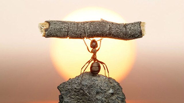 Insolite : pourquoi ces fourmis décorent-elles leur nid avec les têtes de leurs ennemis ?