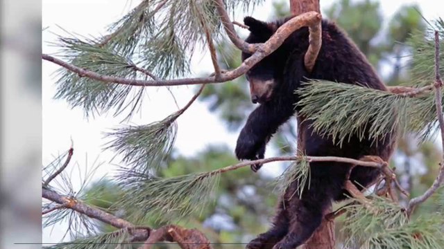 Etats-Unis : une Américaine découvre un ours en train de se reposer dans sa piscine