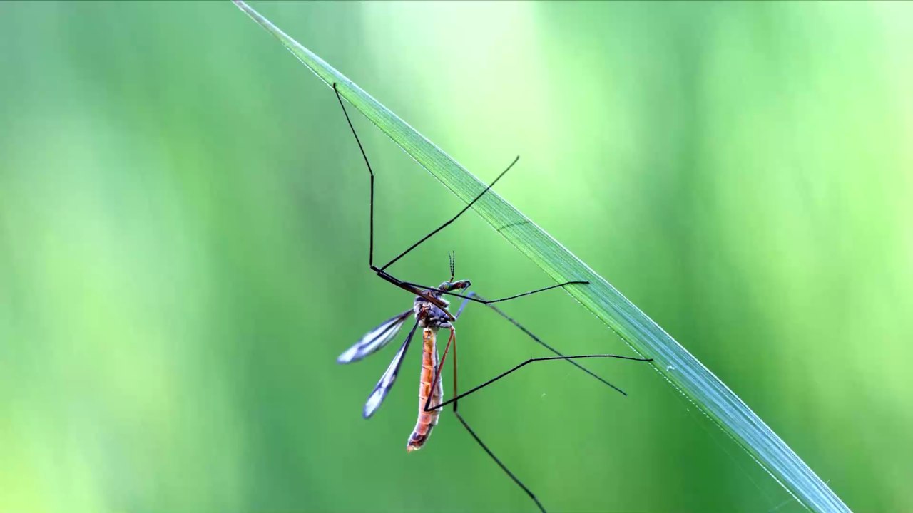 Russie : D’immenses tornades de moustiques envahissent le pays