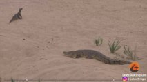 Insolite : un crocodile filmé entrain de protéger ses oeufs face à deux varans