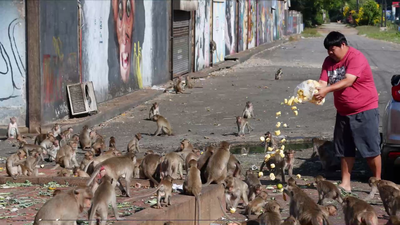 Coronavirus : des centaines de singes affamés se font la guerre en plein centre-ville