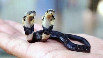 Un cobra naît avec deux têtes en Chine