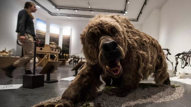 Sibérie : découverte d'un ours des cavernes momifié depuis plusieurs milliers d'années