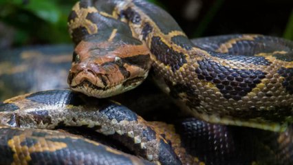 Etats-Unis : Ils capturent un python de six mètres dans les Everglades ! (Vidéo)
