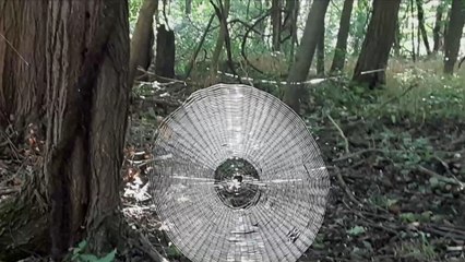 Animaux : une énorme toile d'araignée "assez grande pour retenir un humain" affole les internautes