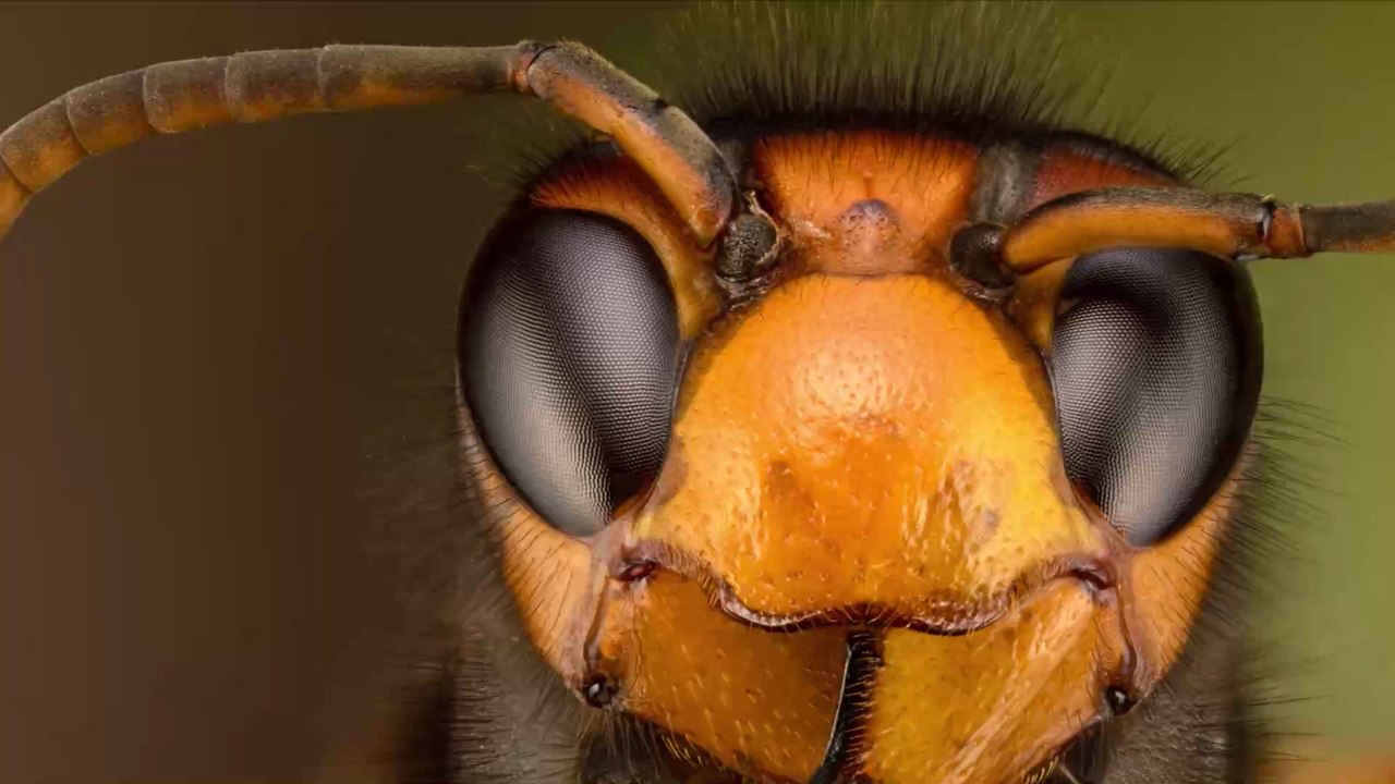 Frelon « Vespa Mandarinia » : tout savoir sur ce frelon géant