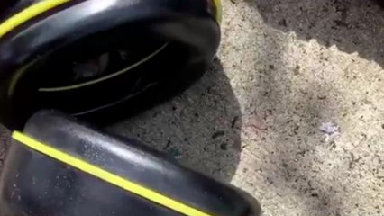 Insolite : un Australien trouve une énorme araignée dans son casque