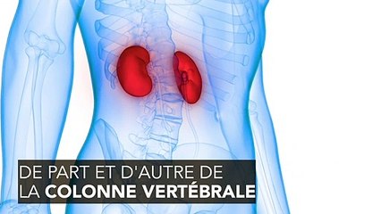 États-Unis : la première transplantation d'un rein de porc sur l'homme réussie