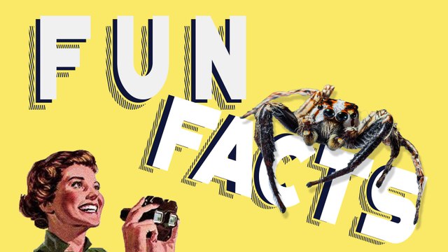 Insolite : elle trouve une araignée monstrueuse et des centaines de bébés sur son compteur électrique