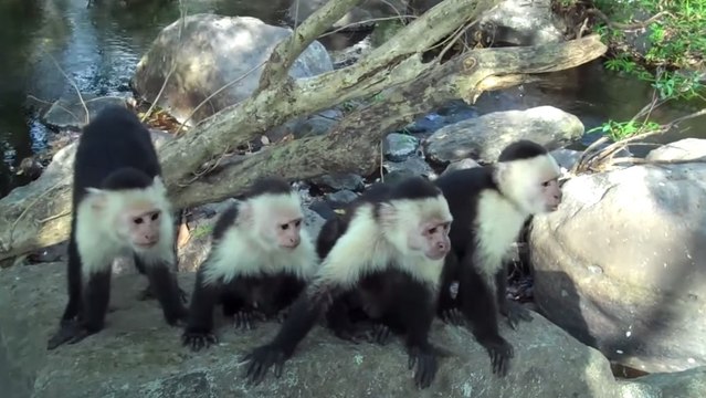 Costa Rica : Des petits singes capucins surpris en plein acte de cannibalisme