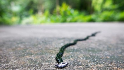 Deux nouvelles espèces de vers prédateurs identifiées en Europe et en Afrique