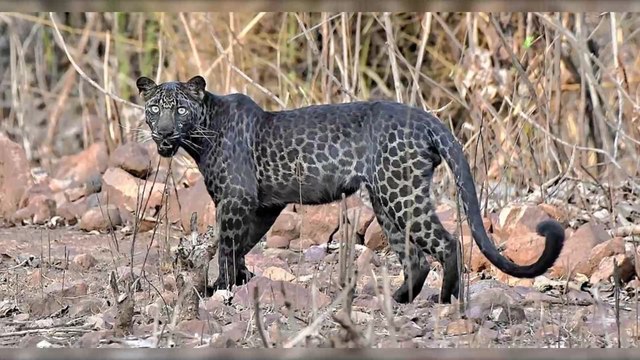 Une sublime panthère noire photographiée par un étudiant en Inde