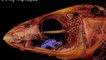 Etats-Unis : un scientifique réalise des images en 3D d'un crustacé marin qui remplace la langue des poissons