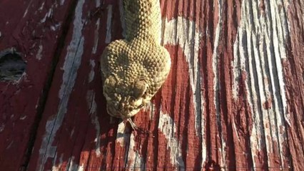 États-Unis : un chasseur tombe sur un serpent bicéphale d'une taille impressionnante