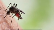 Cambodge : Des piqûres de moustiques non soignées le laissent avec une jambe cinq fois plus grosse que la normale (Photos)