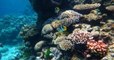 Un immense récif corallien, grand comme un gratte-ciel, vient d'être découvert en Australie