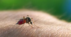 Moustiques : une nouvelle découverte sur les peaux qui en attirent le plus