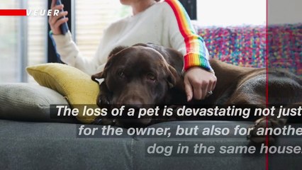 Dogs Can Grieve the Loss of Other Pets for Years
