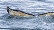 Grèce : comment les recherches sismiques conduisent à la mort de plusieurs baleines