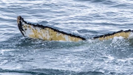 Grèce : comment les recherches sismiques conduisent à la mort de plusieurs baleines